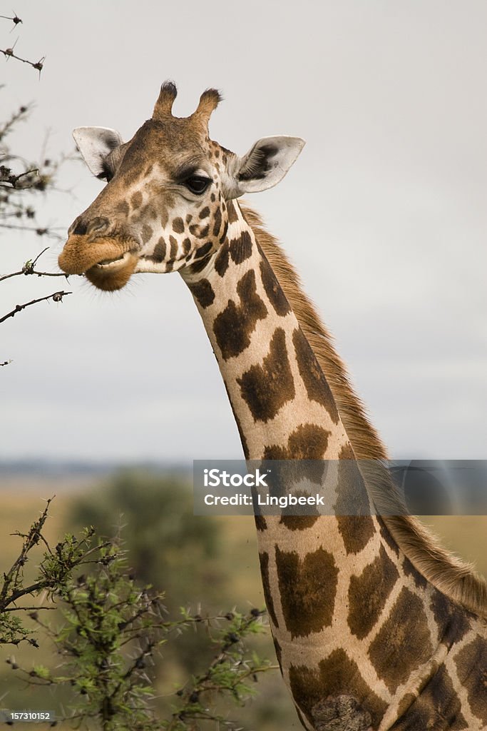 Girafe Rothschild - Photo de Girafe Rothschild libre de droits