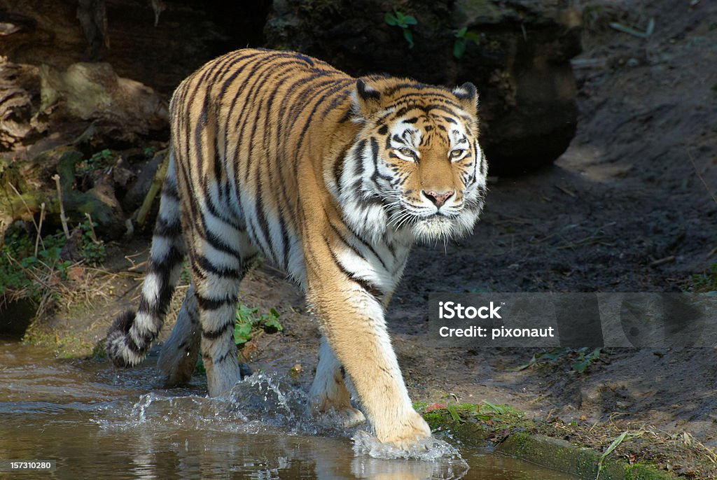 Flanieren Sie Tiger - Lizenzfrei Bedrohte Tierart Stock-Foto