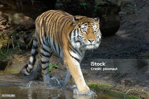Pasea Tigre Foto de stock y más banco de imágenes de Agua - Agua, Andar, Animal