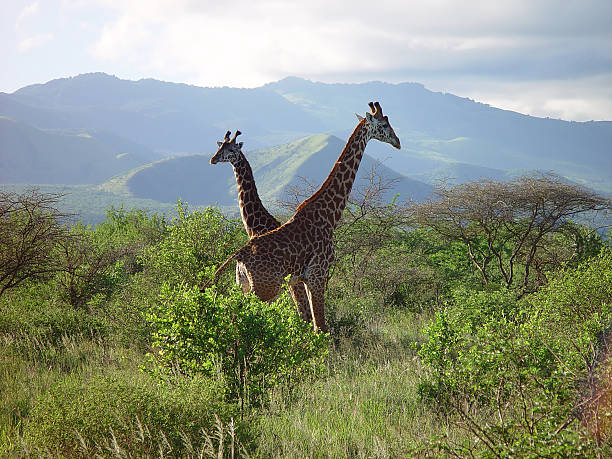 Two giraffes in Kenya, Africa