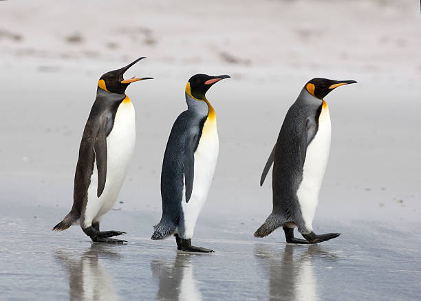 drei pinguine am strand mit king-size-bett - penguin stock-fotos und bilder