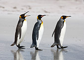 Three King Penguins on a beach