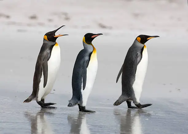 Photo of Three King Penguins on a beach