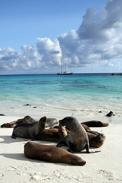 istock Galapagos Sea Lions Basking on Beach 157310402