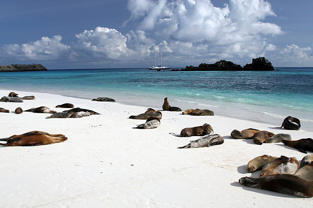 istock Galapagos Sea Lions Basking on Beach, Galapagos islands, Ecuador 157310403
