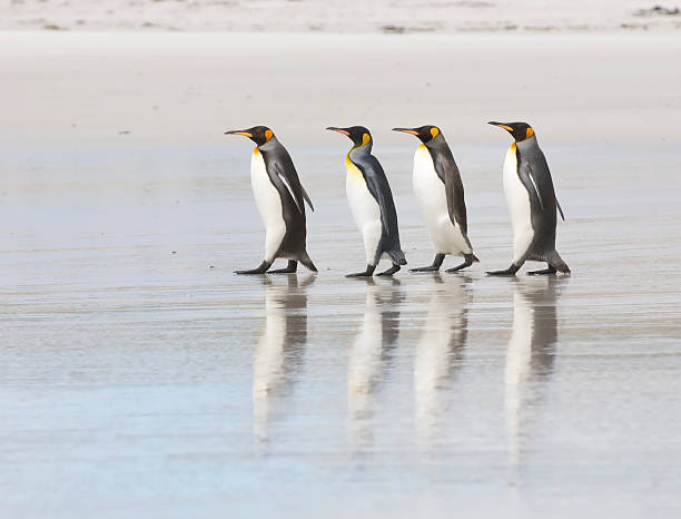 vier pinguine am strand mit king-size-bett - vier tiere stock-fotos und bilder
