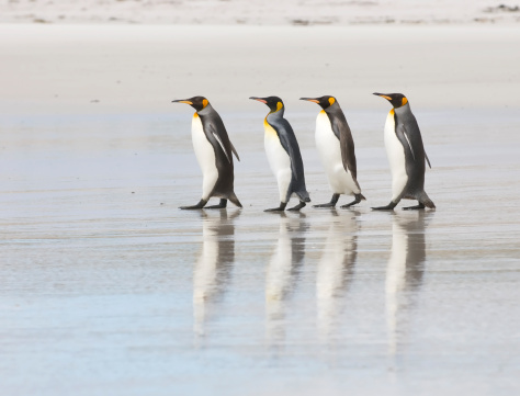 A group of king penguins standing in a row. South Georgia, Antarctica.