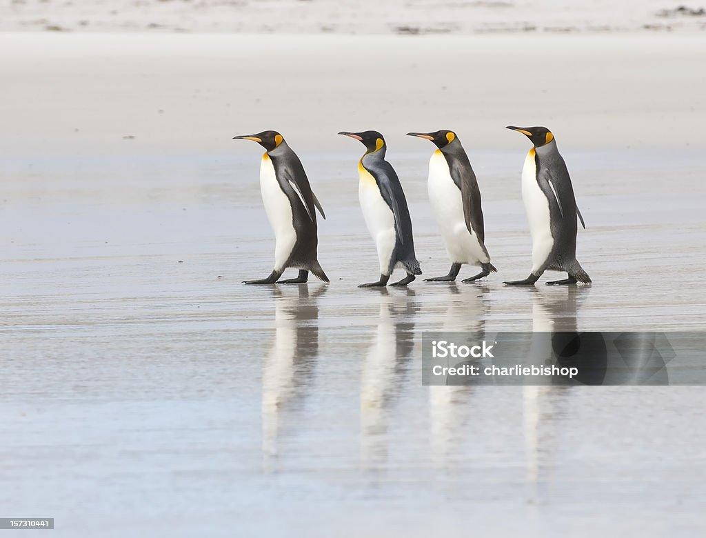 Four King Penguins on a beach  Animal Themes Stock Photo