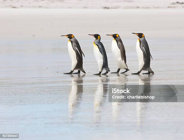 Four King Penguins On A Beach Stock Photo - Download Image Now - Animal Themes, Humor, In A Row
