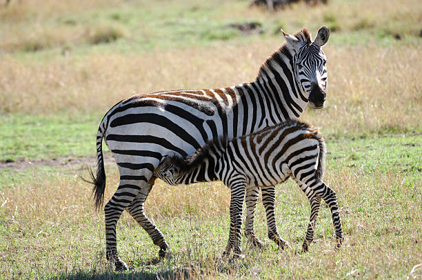 istock Mother Zebra and Foal 157310590