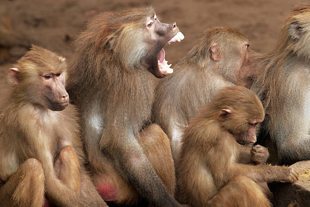 A picture of a group of baboons with one screaming stock photo