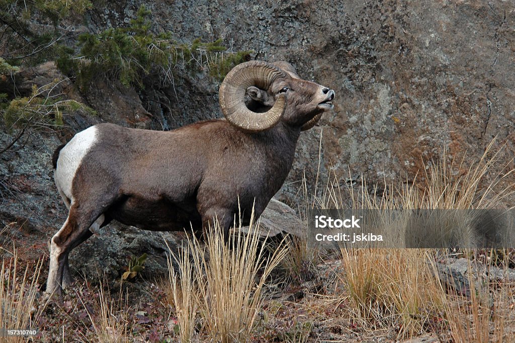 Adult Male Rocky Mountain Bighorn Ram Stock Photo - Download Image Now -  Bighorn Sheep, Animal, Animal Themes - iStock