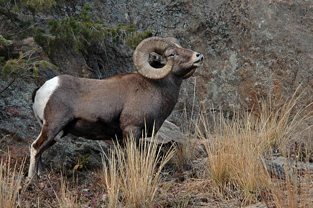 macho adulto rocky mountain bighorn ram - rocky mountain sheep - fotografias e filmes do acervo