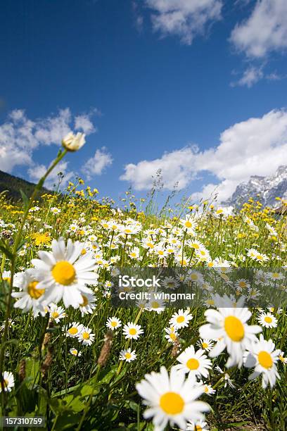 Campo Estivo Marguerites - Fotografie stock e altre immagini di Ambientazione esterna - Ambientazione esterna, Argyranthemum frutescens, Bellezza naturale