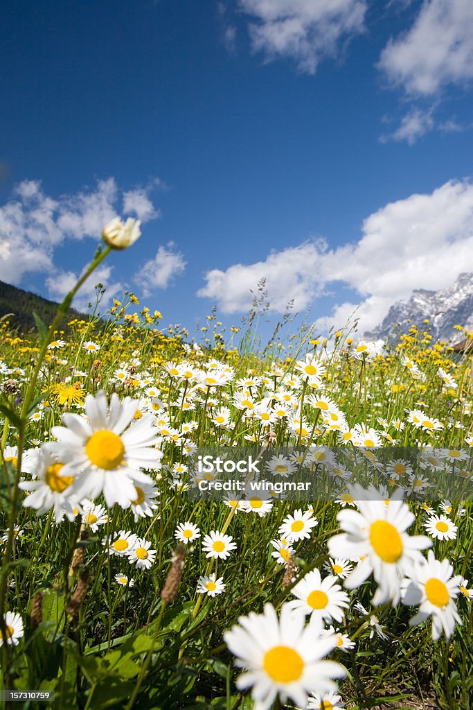 Campo de Verão marguerites - Royalty-free Amarelo Foto de stock