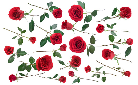 Red bud rose isolated on white background with copy space for Valentine's day romantic concept.