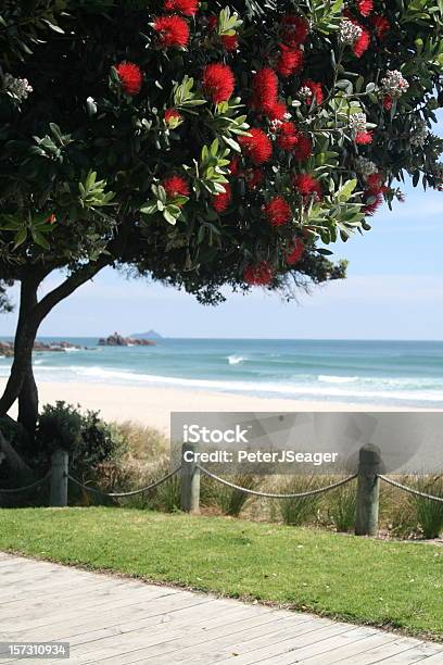 Pohutakawa Tree In Bloom Stock Photo - Download Image Now - Pohutukawa Tree, New Zealand, Beach