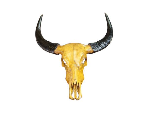 istock Cow or buffalo skull for wall decoration. isolated white background. 1573109354