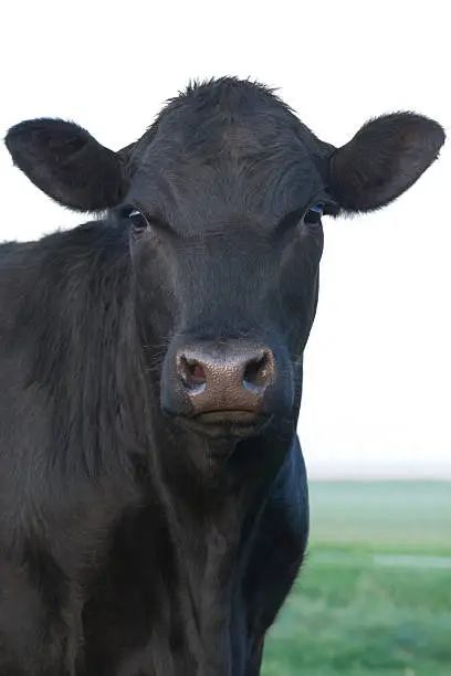 Photo of Angus Cow