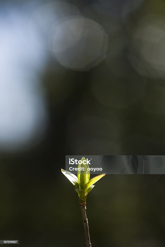 Wachstum - Lizenzfrei Anfang Stock-Foto