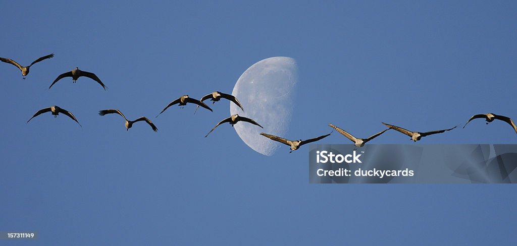 Sandhill grúas y de la media luna - Foto de stock de Pájaros volando en formación libre de derechos