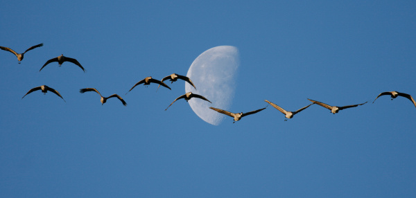 Sandhill cranes flying against a half moon.