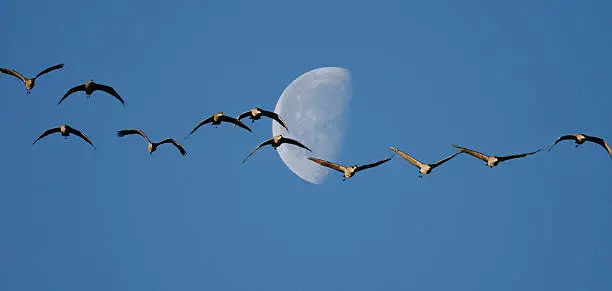 Photo of Sandhill Cranes and Half Moon