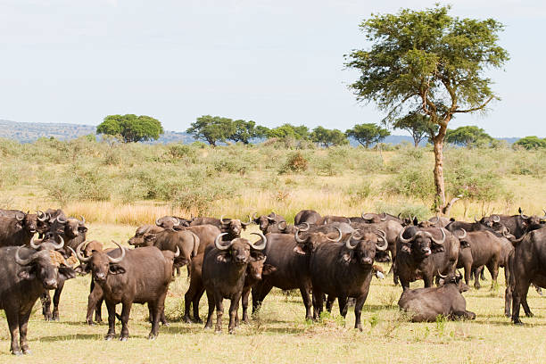 istock Buffaloes in Murchison Falls NP 157311181