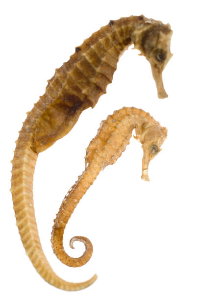 istock Two dried seahorses on white 157311194