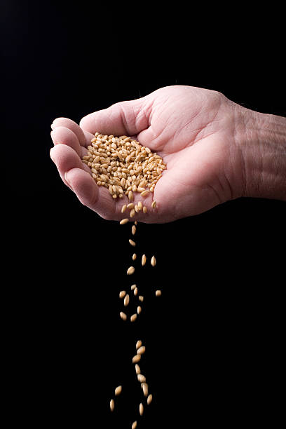 pelle pieno fiore e mano - seed human hand wheat cereal plant foto e immagini stock