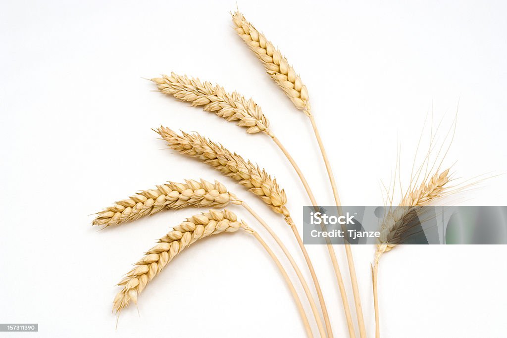 小麦 - 小麦のロイヤリティフリーストックフォト