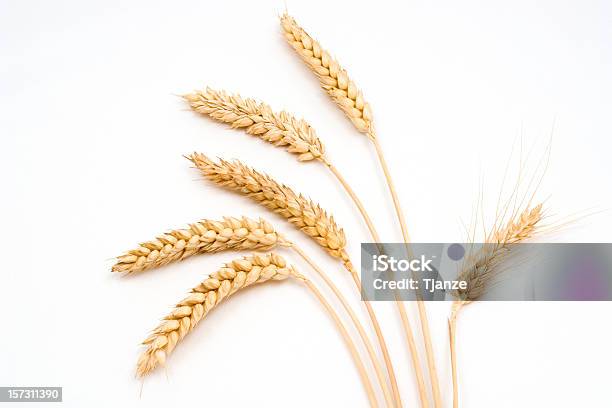 小麦 - 小麦のストックフォトや画像を多数ご用意 - 小麦, カットアウト, 穀草