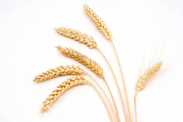 Photo of Six stems of wheat on a white background