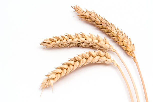 Three wheat stalks on a white background stock photo