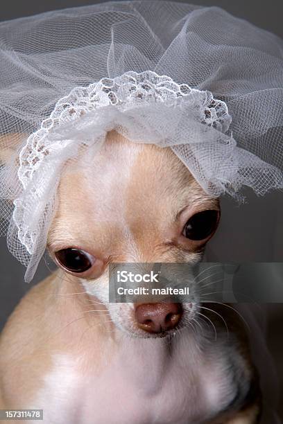 La Sposa - Fotografie stock e altre immagini di Abbigliamento - Abbigliamento, Abbigliamento per animali domestici, Adulto