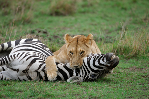 Lone lioness finishing off a zebra kill with her mouth around the animals throat.