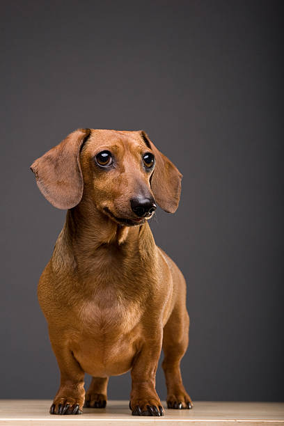 bassotto cane con copia - dachshund foto e immagini stock