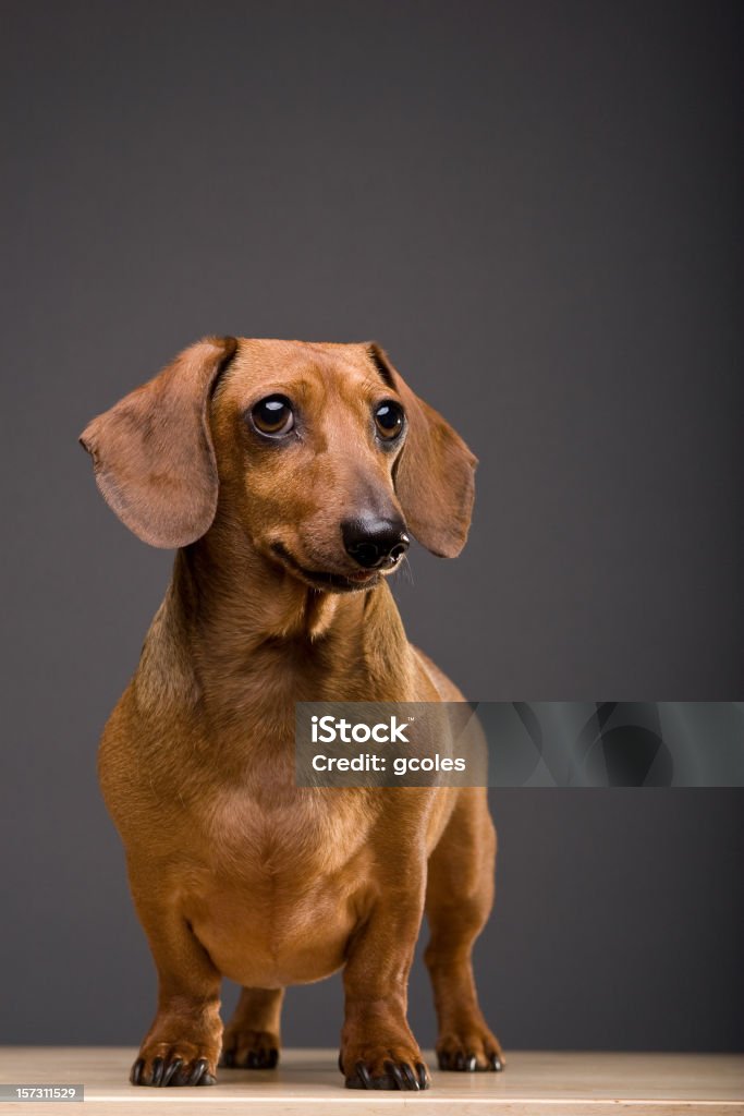 Dachshund Dog with Copy A male miniature dachshund dog, set against a gray backdrop. The dog is set at the left side of the frame, leaving room above and to the right for copy. The dog looks in the direction of the copy. His tongue is slightly visible. Dachshund Stock Photo