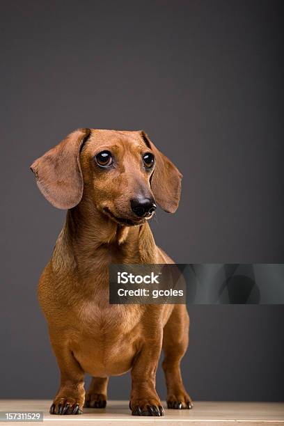 Dachshund Dog With Copy Stock Photo - Download Image Now - Dachshund, Miniature Dachshund, Animal