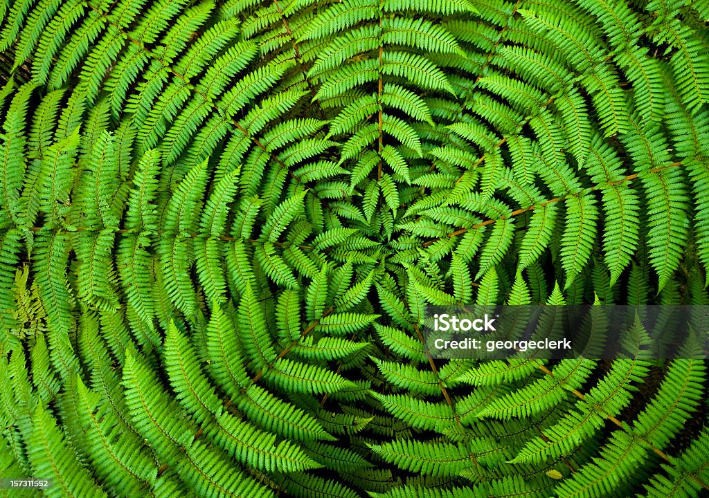 Fern Circle Background Concentric circles of growth on a New Zealand fern form a useful background pattern. Sustainable Resources Stock Photo