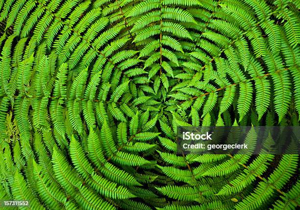 Fern Circle Background Stock Photo - Download Image Now - Sustainable Resources, Nature, Circle