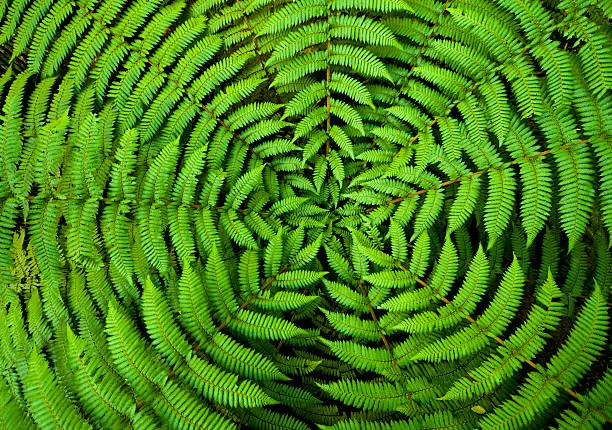 Concentric circles of growth on a New Zealand fern form a useful background pattern.