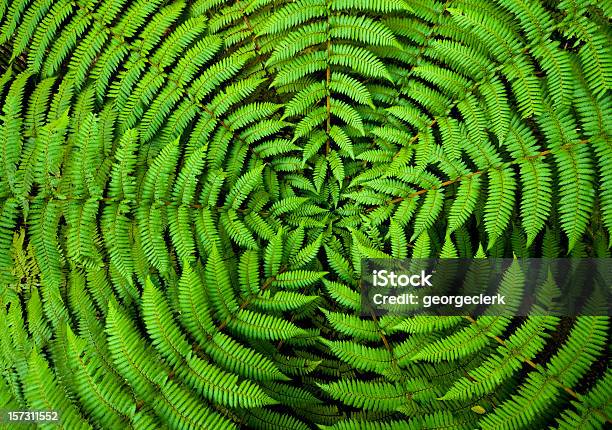 Foto de Fern Circle Fundo e mais fotos de stock de Natureza - Natureza, Recurso sustentável, Círculo