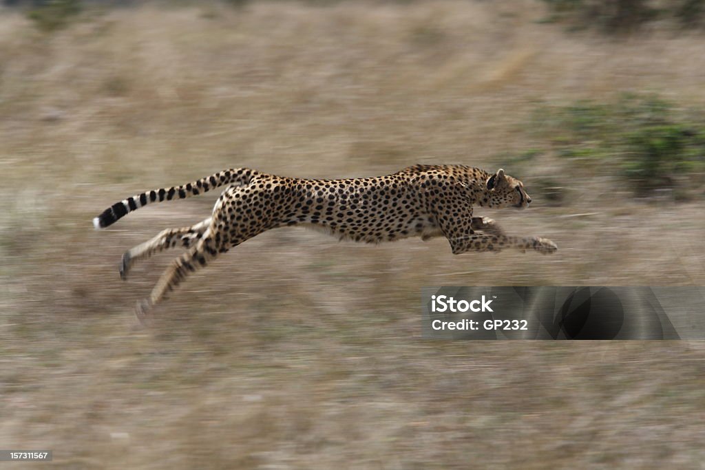 Cheetah hunting A cheetah at full pace on a hunt, this female cheetah was chasing a Thompson gazelle across the grasses of the Masai Mara, Kenya Cheetah Stock Photo