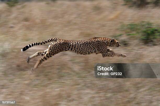 Cheetah Hunting Stock Photo - Download Image Now - Cheetah, Running, Speed