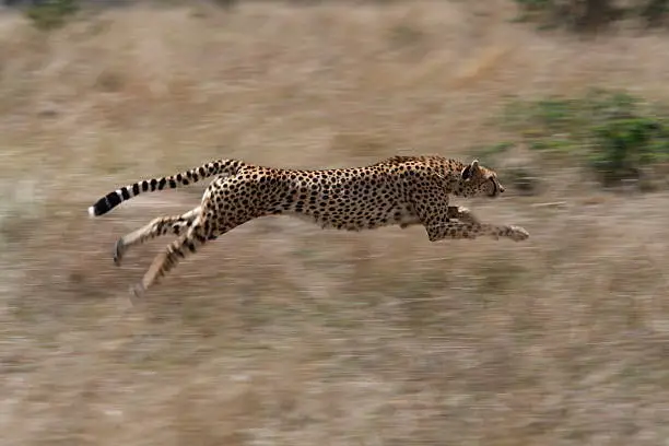 A cheetah at full pace on a hunt, this female cheetah was chasing a Thompson gazelle across the grasses of the Masai Mara, Kenya