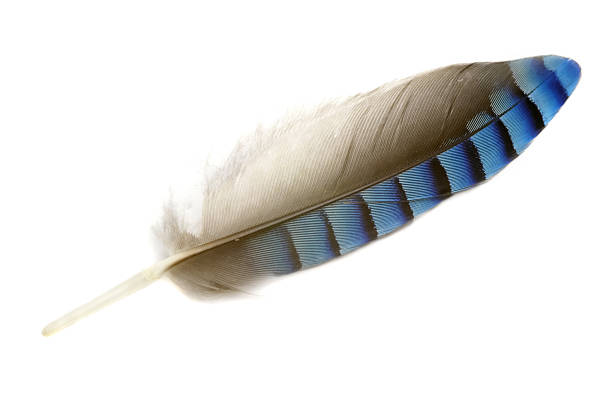 Jay feather Jay Feather. jay stock pictures, royalty-free photos & images