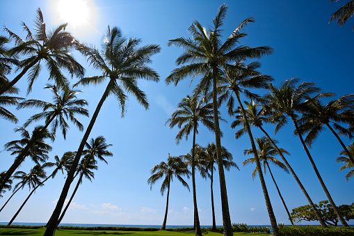 Sunlight filters through coconut palm trees in a natural paradise.