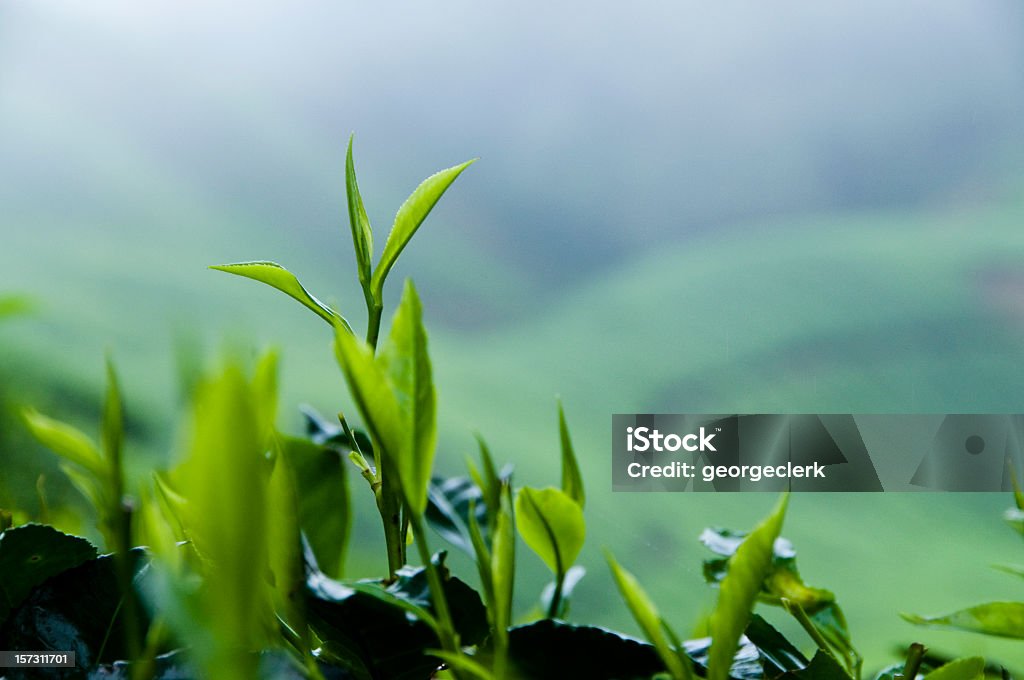 Tè fresco crescita - Foto stock royalty-free di Tè - Raccolto