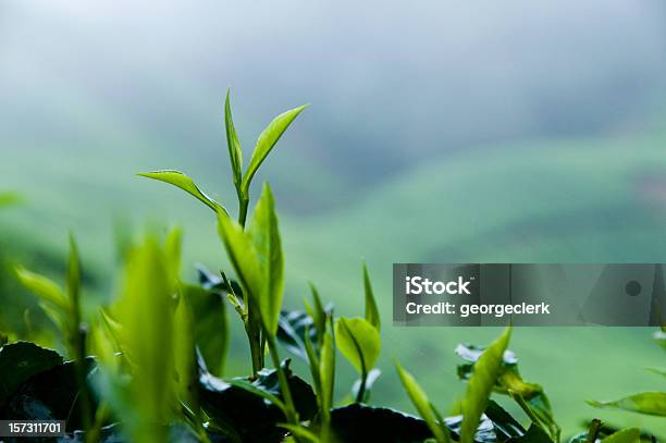 Tè Fresco Crescita - Fotografie stock e altre immagini di Tè - Raccolto - Tè - Raccolto, Crescita, Natura